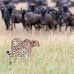 Kenya